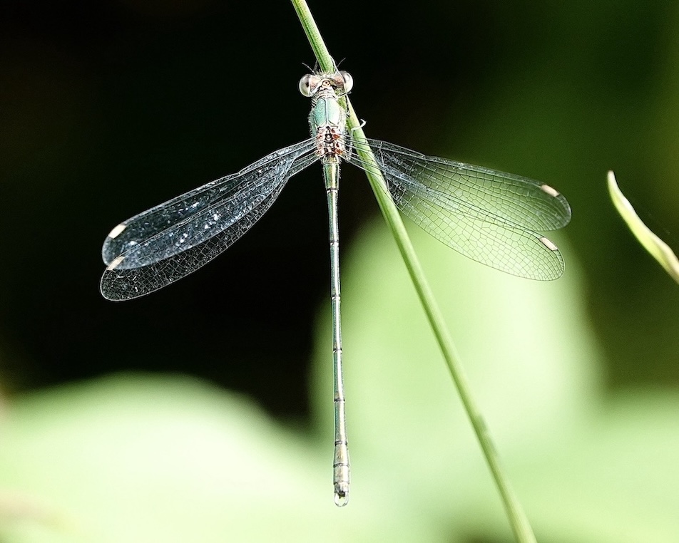 emerald damselfly